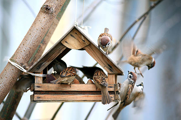 Vogelhäuschen